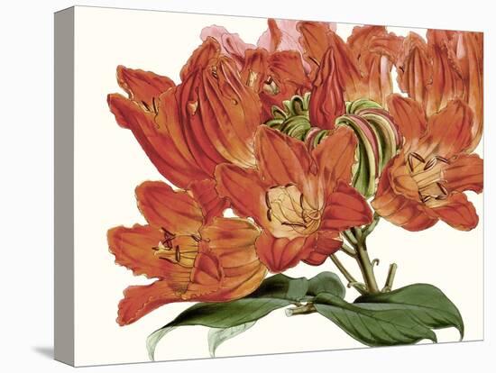 Striking Coral Botanicals III-Curtis-Stretched Canvas