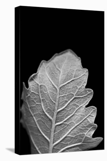 Striking Leaf III-Renée Stramel-Premier Image Canvas