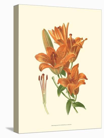 Striking Lilies II-Edward Step-Stretched Canvas