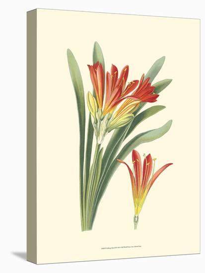 Striking Lilies III-Edward Step-Stretched Canvas