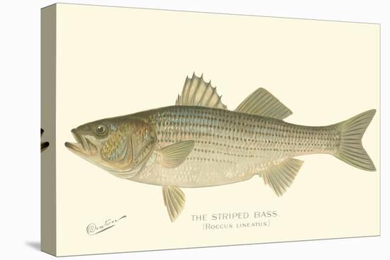 Striped Bass-Denton-Stretched Canvas