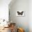 Striped Blue Crow Butterfly Female, Comparing the Top and Bottom Wings-Darrell Gulin-Premier Image Canvas displayed on a wall
