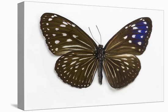 Striped Blue Crow Butterfly Female, Comparing the Top and Bottom Wings-Darrell Gulin-Premier Image Canvas