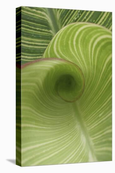 Striped Canna Leaf Abstract-Anna Miller-Premier Image Canvas