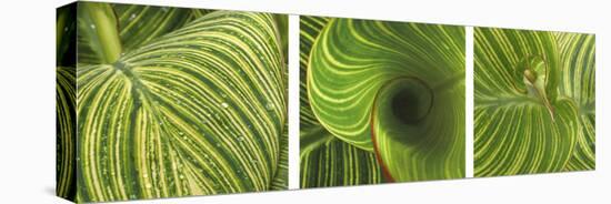 Striped Canna Leaf Triptych-Anna Miller-Premier Image Canvas