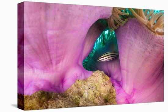 Striped cardinalfish sheltering under sea anemone, Maldives-Alex Mustard-Premier Image Canvas