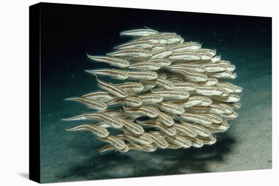 Striped Eel Catfish School (Plotosus Lineatus).-Reinhard Dirscherl-Premier Image Canvas