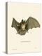 Striped Hairy-Nosed Bat-null-Premier Image Canvas