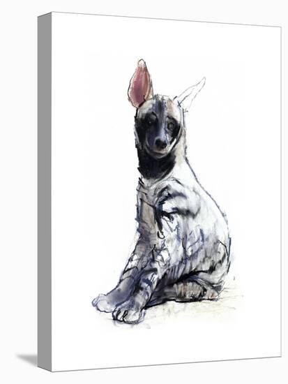 Striped Hyaena Pup, 2010-Mark Adlington-Premier Image Canvas