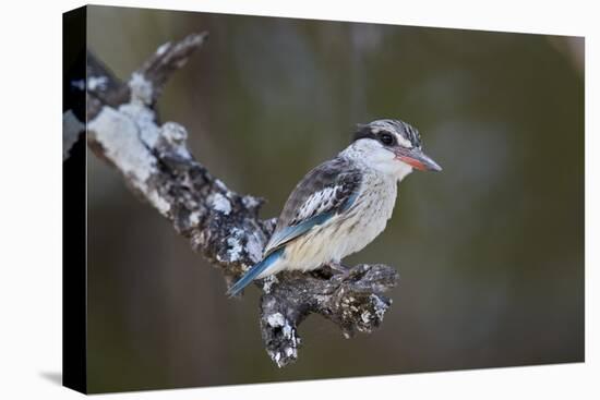 Striped kingfisher (Halcyon chelicuti), male, Selous Game Reserve, Tanzania, East Africa, Africa-James Hager-Premier Image Canvas