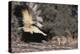 Striped Skunk and Squirrel-DLILLC-Premier Image Canvas