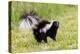 Striped skunk digging for food-Richard and Susan Day-Premier Image Canvas