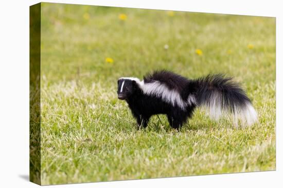 Striped skunk digging for food-Richard and Susan Day-Premier Image Canvas