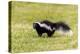 Striped skunk digging for food-Richard and Susan Day-Premier Image Canvas