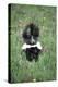 Striped Skunk in Field of Flowers, Montana-Richard and Susan Day-Premier Image Canvas