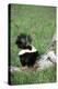 Striped Skunk in Field of Flowers, Montana-Richard and Susan Day-Premier Image Canvas