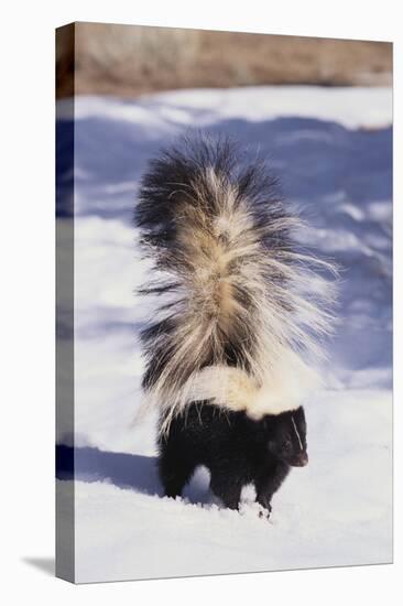 Striped Skunk in the Snow-DLILLC-Premier Image Canvas