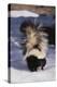 Striped Skunk in the Snow-DLILLC-Premier Image Canvas