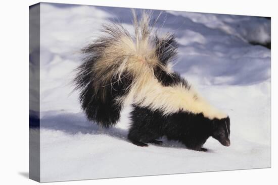 Striped Skunk in the Snow-DLILLC-Premier Image Canvas