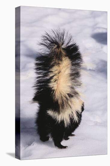 Striped Skunk in the Snow-DLILLC-Premier Image Canvas