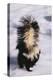 Striped Skunk in the Snow-DLILLC-Premier Image Canvas