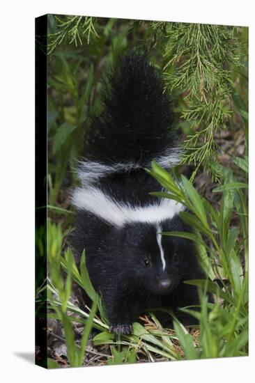 Striped Skunk Kit-Ken Archer-Premier Image Canvas