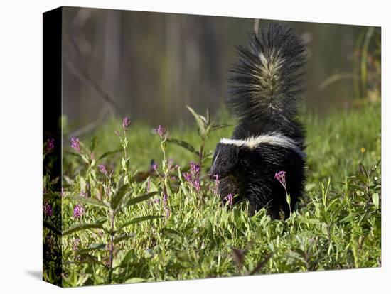 Striped Skunk with Tail Up, Minnesota Wildlife Connection, Sandstone, Minnesota, USA-James Hager-Premier Image Canvas
