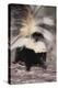 Striped Skunk-DLILLC-Premier Image Canvas