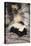 Striped Skunk-DLILLC-Premier Image Canvas