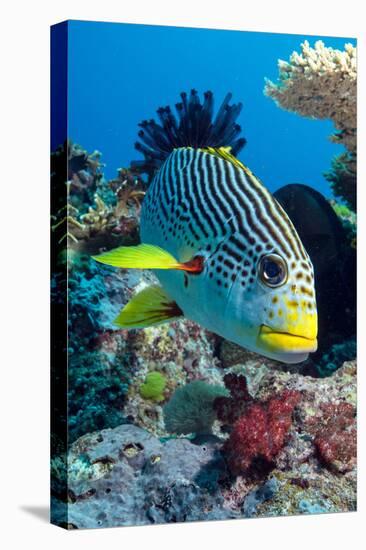 Striped Sweetlips (Diagonal Banded Sweetlips) (Plectorhinchus Lineatus)-Louise Murray-Premier Image Canvas