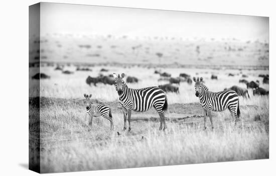 Stripes-Mark Bridger-Stretched Canvas