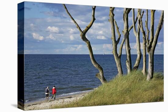 Stroller and Beech Trunks on the Western Beach of Darss Peninsula-Uwe Steffens-Premier Image Canvas