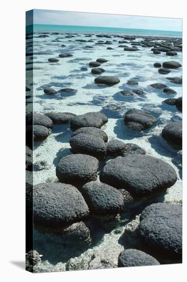 Stromatolites-Georgette Douwma-Premier Image Canvas