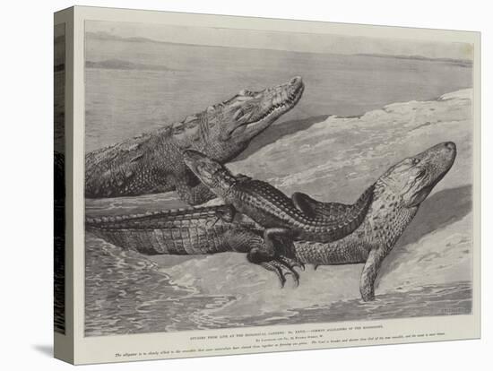 Studies from Life at the Zoological Gardens, Common Alligators of the Mississippi-null-Premier Image Canvas