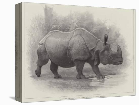 Studies from Life at the Zoological Gardens, the Great Indian Rhinoceros-null-Premier Image Canvas