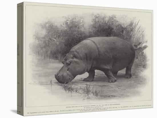 Studies from Life at the Zoological Gardens, the Home of the Hippopotamus-null-Premier Image Canvas