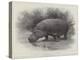 Studies from Life at the Zoological Gardens, the Home of the Hippopotamus-null-Premier Image Canvas