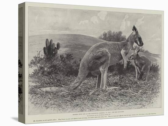 Studies from Life at the Zoological Gardens, the Red Kangaroo-null-Premier Image Canvas