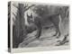 Studies from Life at the Zoological Gardens, Tibetan Lynx-null-Premier Image Canvas
