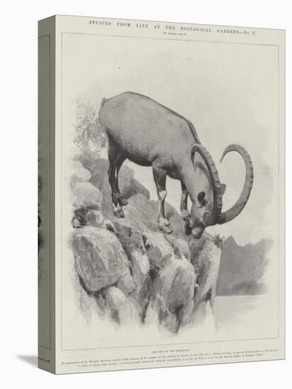 Studies from Life at the Zoological Gardens-null-Premier Image Canvas