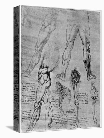 Studies in Comparative Anatomy, 1506-1507-Leonardo da Vinci-Premier Image Canvas