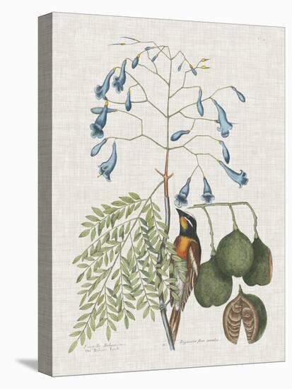 Studies in Nature II-Mark Catesby-Stretched Canvas