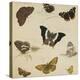 Studies of Butterflies and Insects-Sydenham Teast Edwards-Premier Image Canvas