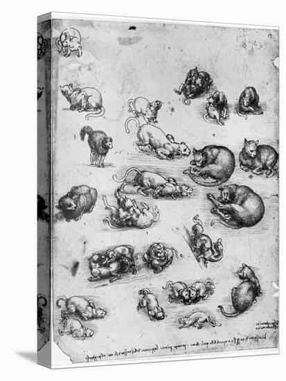 Studies of Cats, 1513-1515-Leonardo da Vinci-Premier Image Canvas