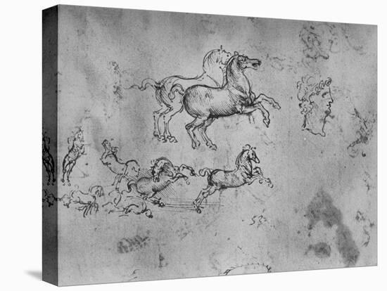 'Studies of Galloping Horses and a Head', c1480 (1945)-Leonardo Da Vinci-Premier Image Canvas