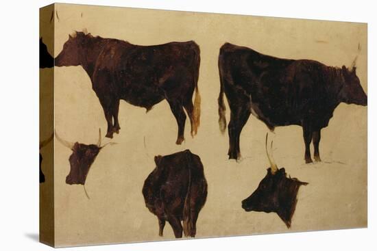 Studies of Long Horned Cattle (Oil on Board)-Richard Ansdell-Premier Image Canvas