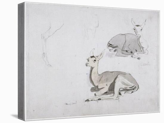 Studies of Young Pallah Deer Resting, C.1802 (W/C and Graphite on Paper)-Samuel Daniell-Premier Image Canvas