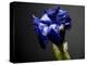 Studio Flowers I-James McLoughlin-Premier Image Canvas