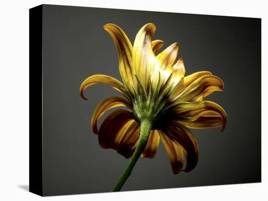 Studio Flowers III-James McLoughlin-Premier Image Canvas