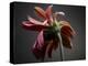 Studio Flowers IV-James McLoughlin-Premier Image Canvas